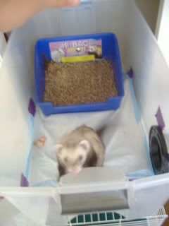 How to make a remote litter box The Holistic Ferret Forum