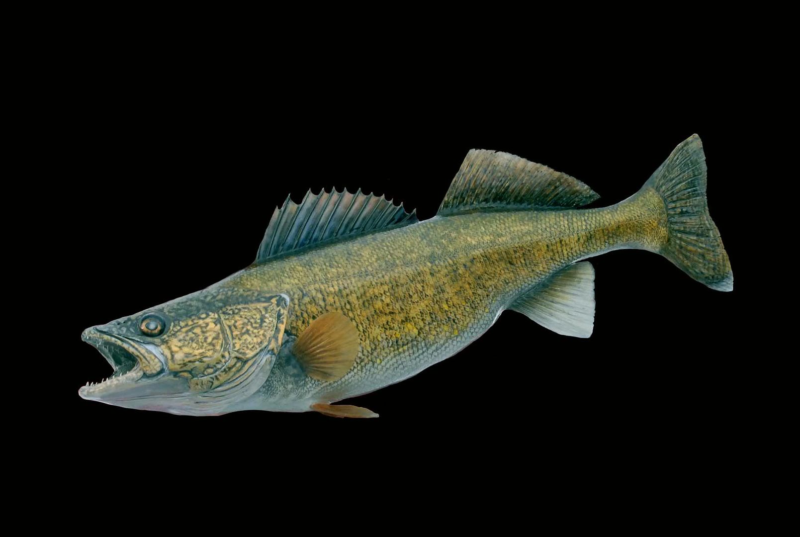 Angler Fish Reproduction