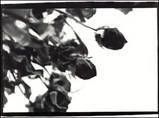 black roses photo: black roses ththdead-roses.jpg