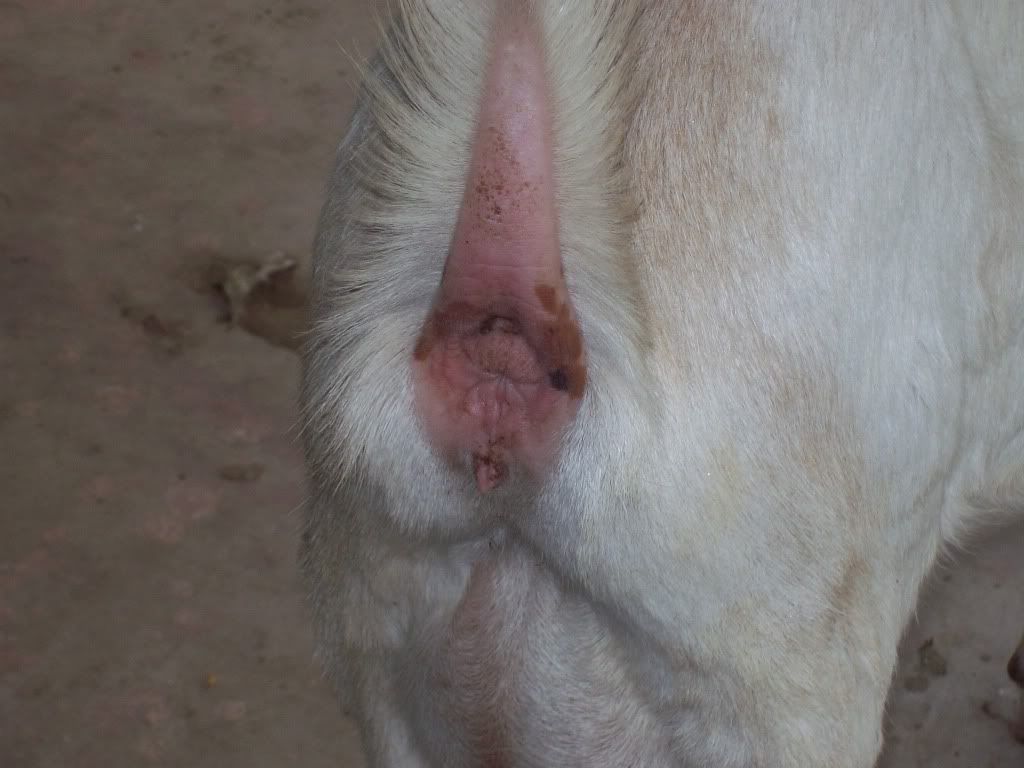 Could she be bred? - Goats