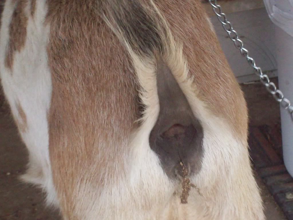 New Goat-- Vaginal Discharge... PICS - Goats