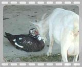 Animal Love Story - Goats