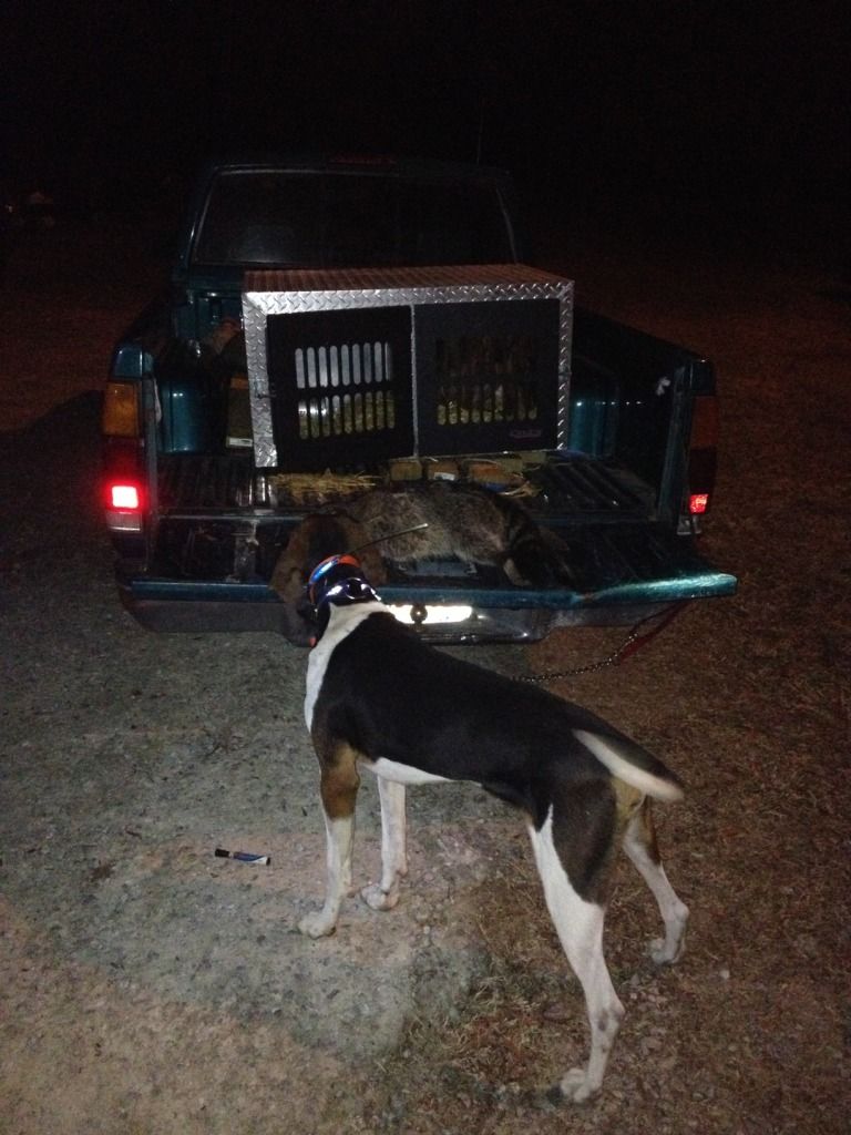 coon hunting (c) jason_beagles led coon hunting lights review
