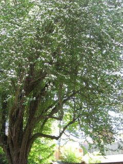 hawthorn tree