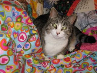 Boots likes austex's quilt