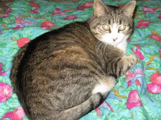 Boots on Lorikeet's quilt