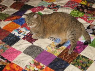 Goldie on Larry Bailey's quilt
