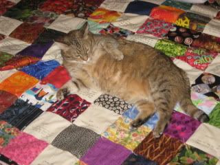 Goldie on Larry Bailey's quilt