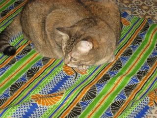 Goldie approves mango's quilt backing