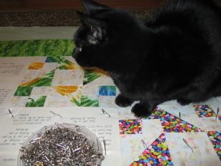 Betty on mango's quilt