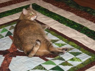 Goldie inspects Scottie's quilt