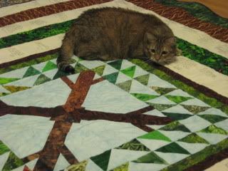 Goldie, ready to play, on Scottie's quilt