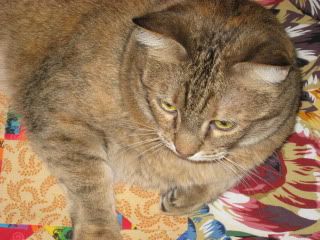 Goldie inspects BeninSC's quilt