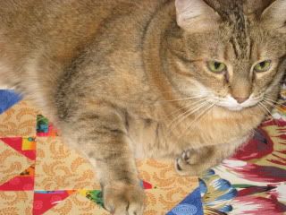 Goldie inspects BeninSC's quilt