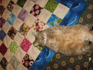 Goldie likes Smoh's quilt