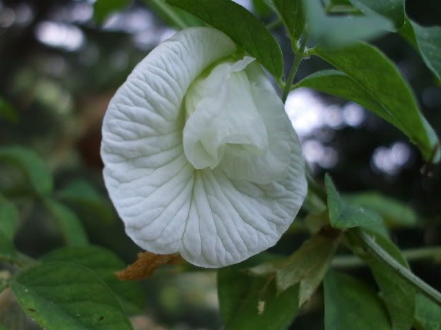 Clitoria ternatea