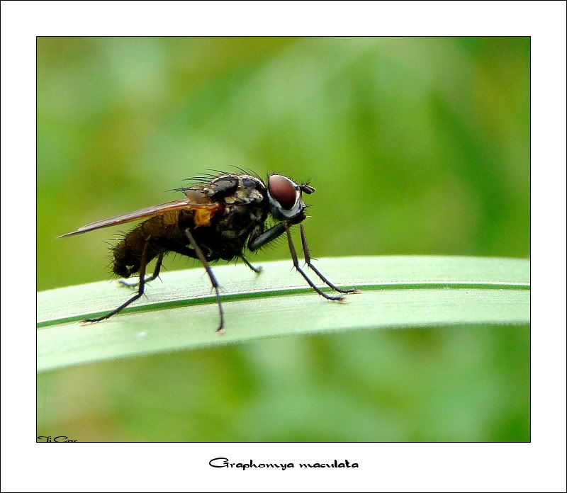 i169.photobucket.com/albums/u238/Tim_Corbeel/waarnemingen/DSC097881-border.jpg