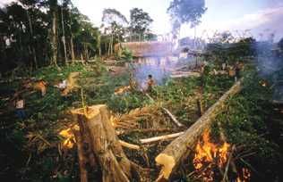 Afforestation And Deforestation