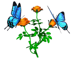 valrose.gif butterflies image by sasukescherrygirl