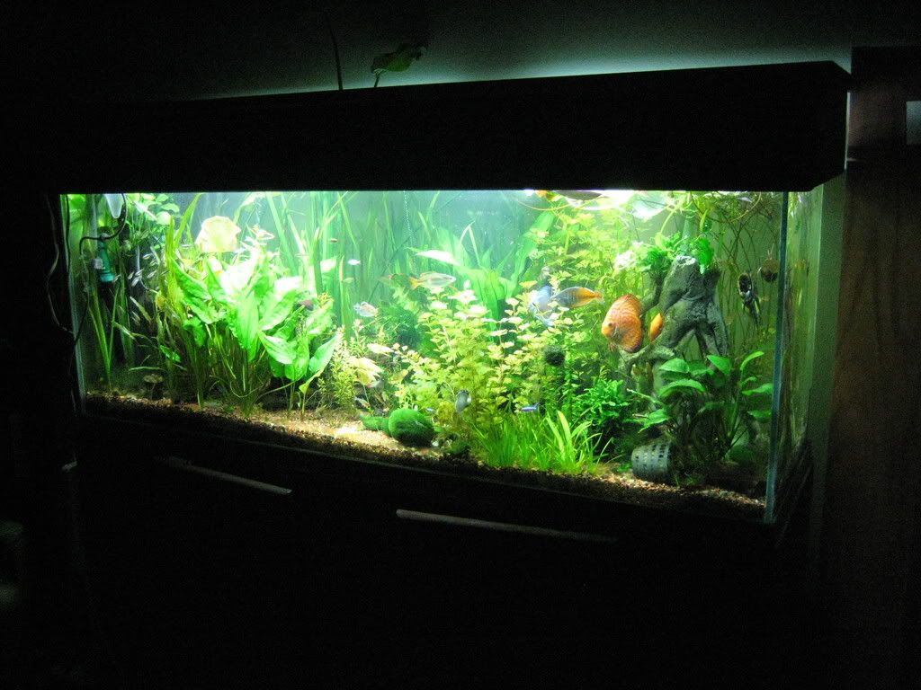 120 gal planted discus tank 56k!!! Aquascaping Aquatic Plant Central