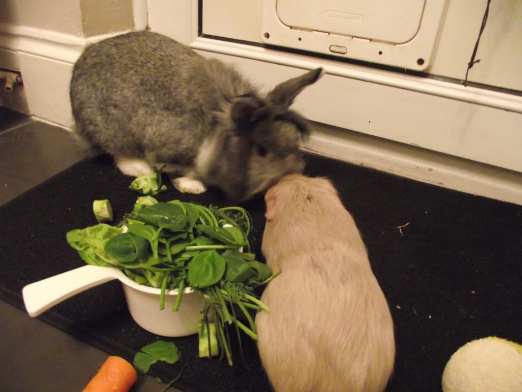 DSCF1366.jpg