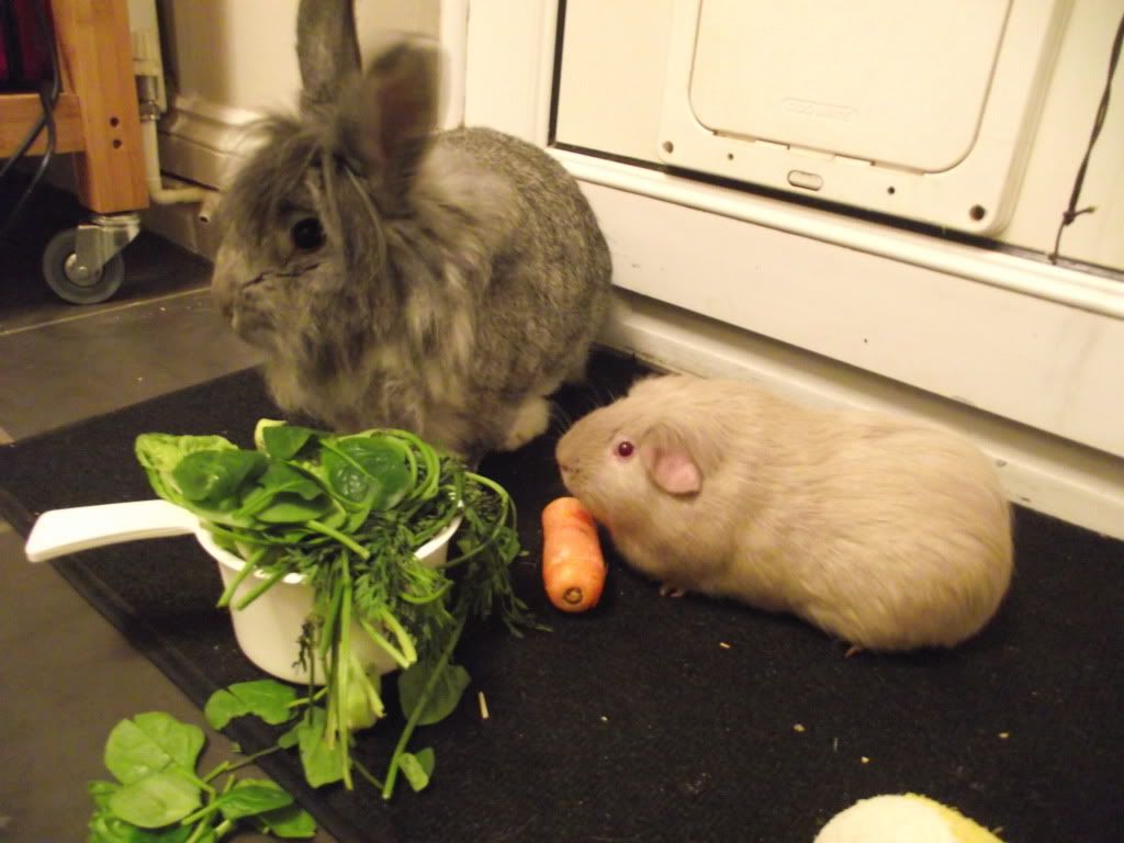 DSCF1367.jpg