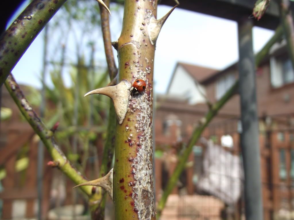 DSCF2033.jpg