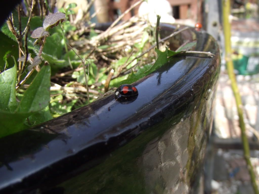 DSCF2037.jpg