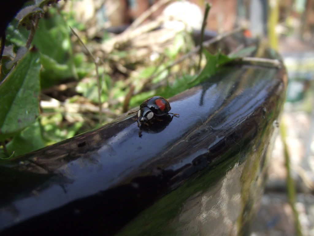 DSCF2038.jpg