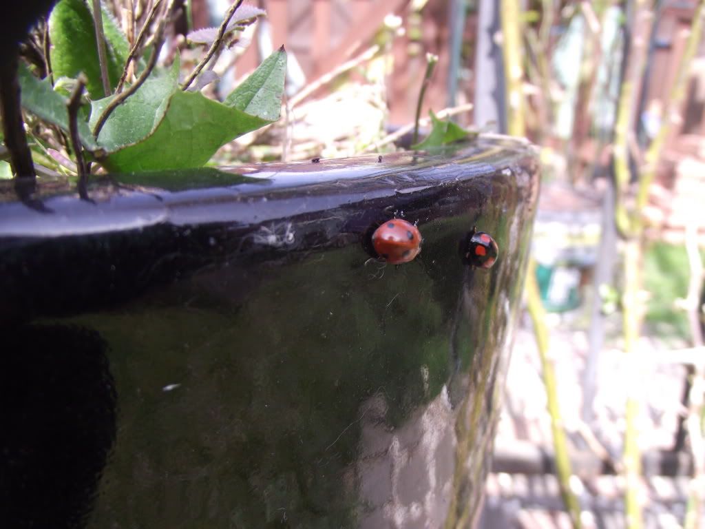 DSCF2041.jpg