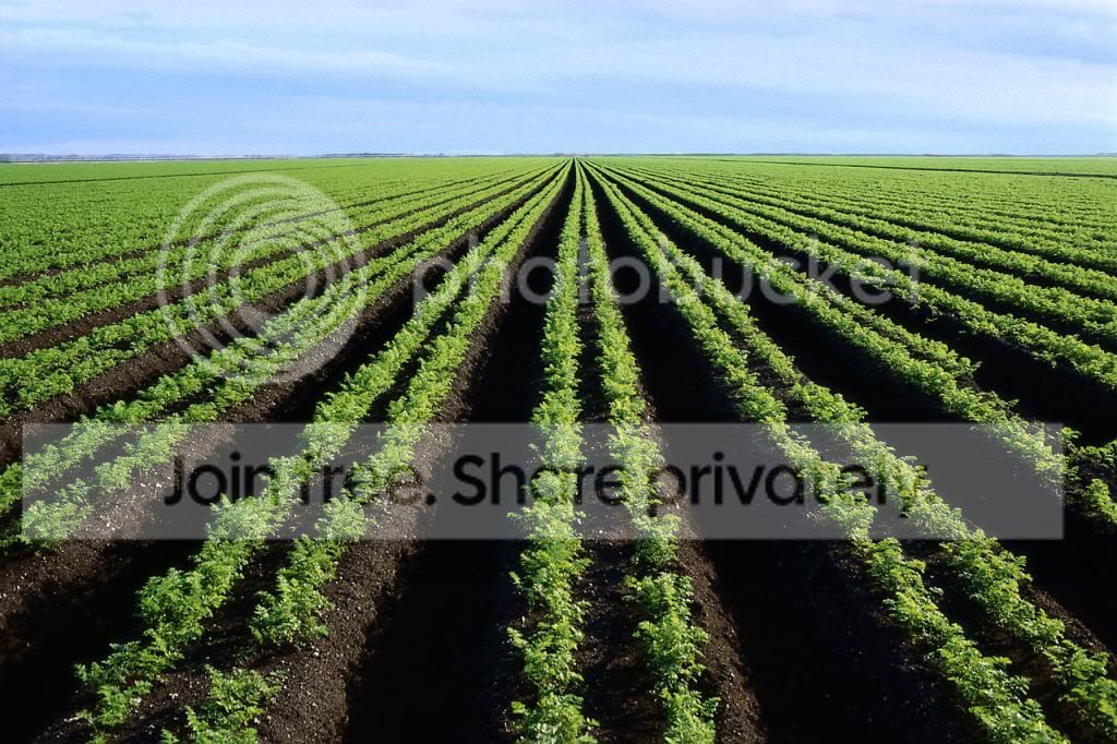 crops.jpg