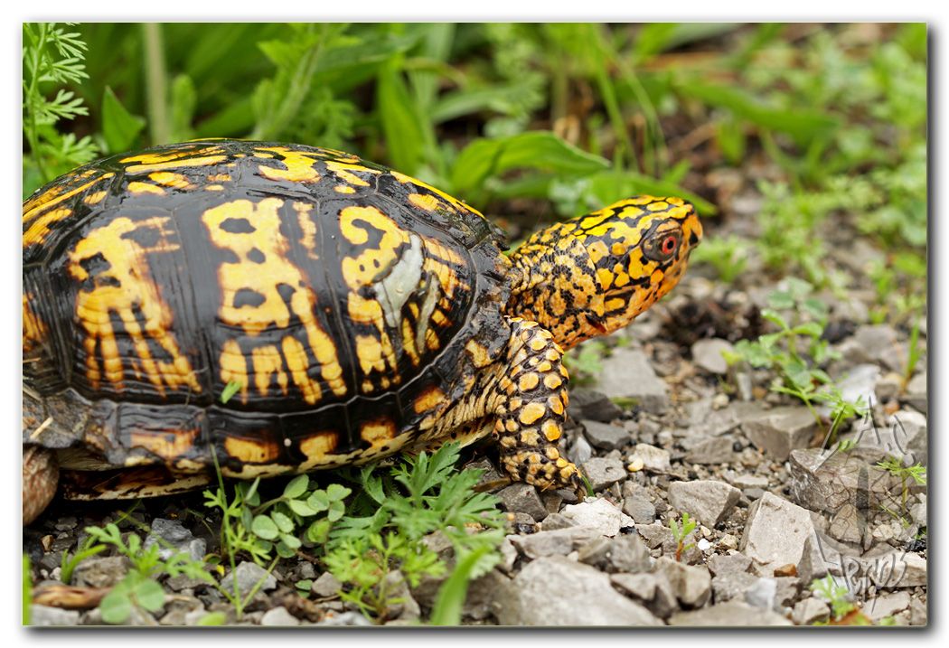 Southern Illinois--- April 28-May 2, 2010 - Field Herp Forum