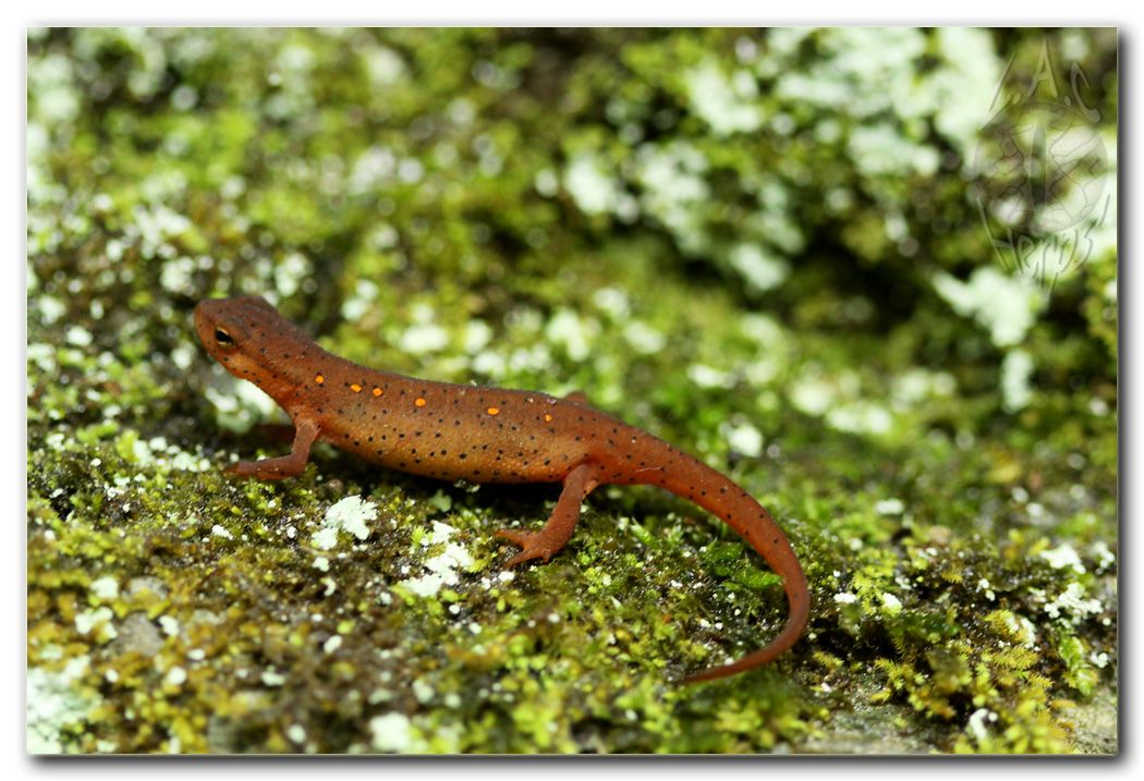 Southern Illinois--- April 28-May 2, 2010 - Field Herp Forum