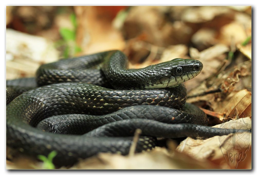 Introduction and Southern Illinois spring post - Field Herp Forum