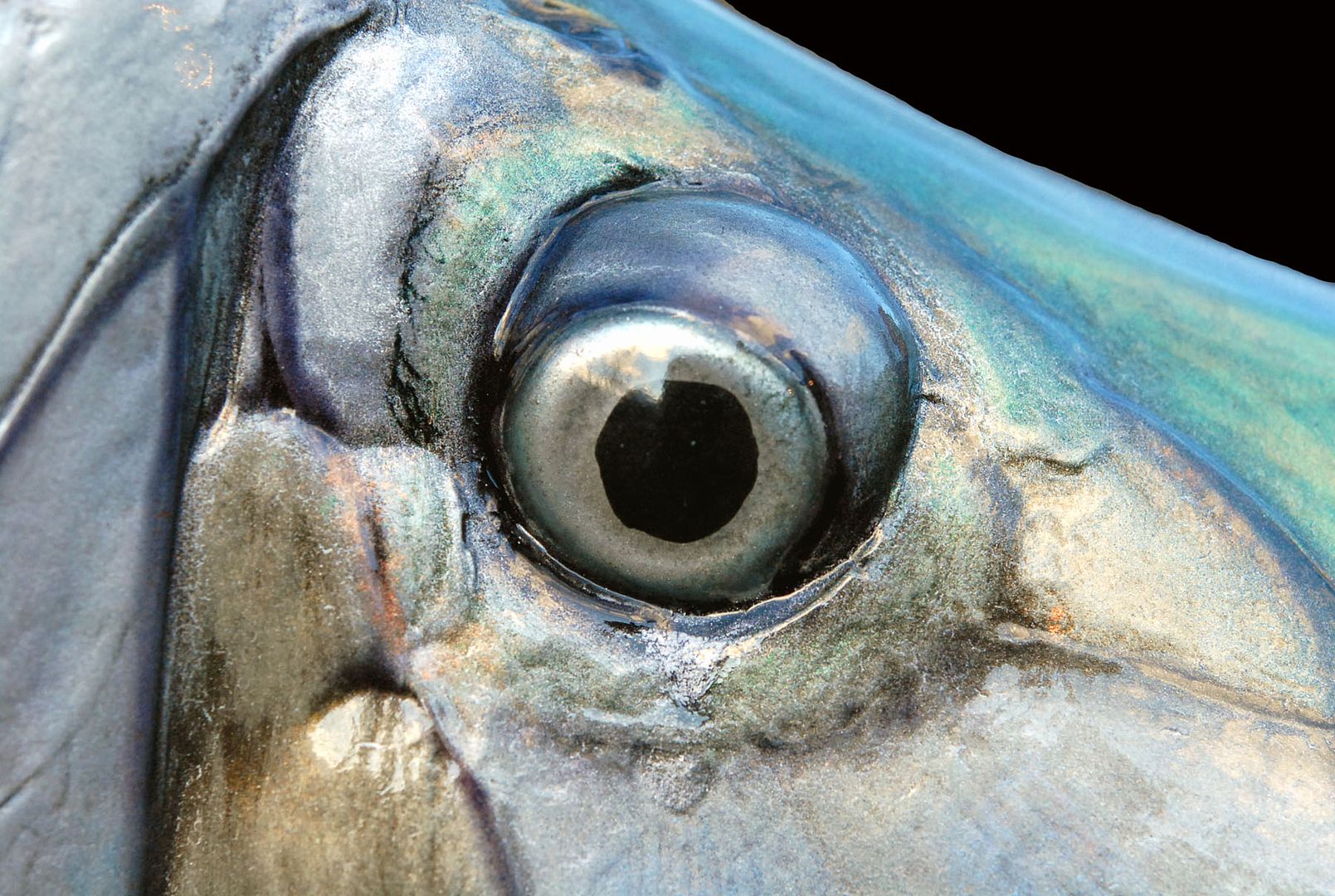 Ем глаза рыбы. Глаз рыбы. Рыбий глаз. Глаза рыбки. Глаз селедки.